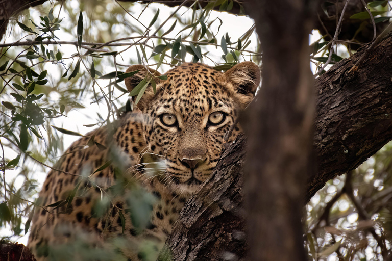 Safari Prestige de 2 días a Pilanesberg