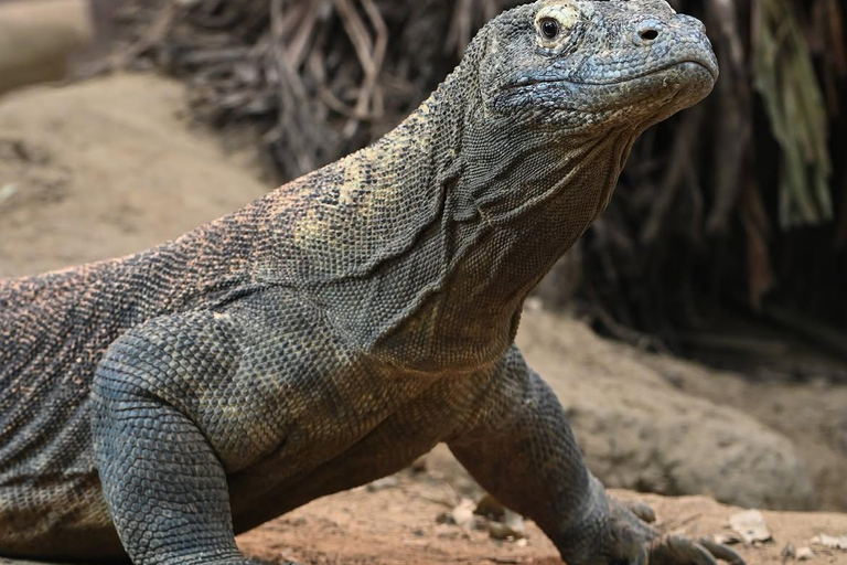 Komodo in a Day — A Luxury Sailing Experience