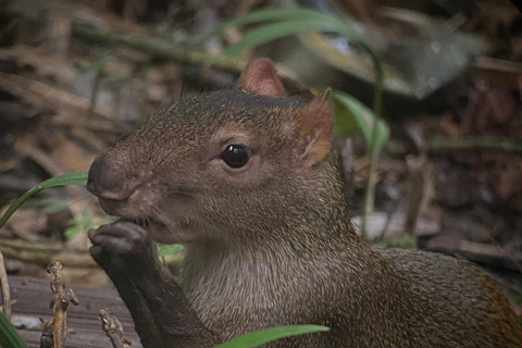 Parco Manuel Antonio: Tour guidato a piedi con un naturalistaTour privato