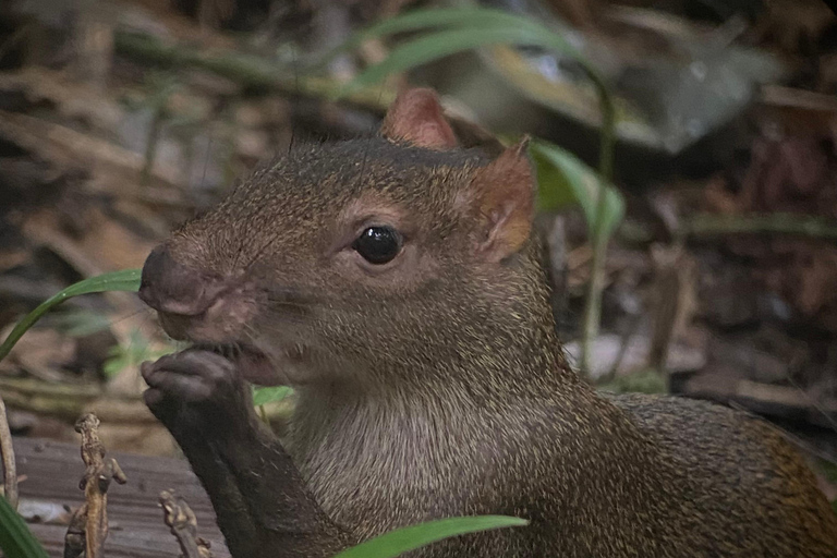 Manuel Antonio Park: Geführter Rundgang mit einem NaturalistenPrivate Tour