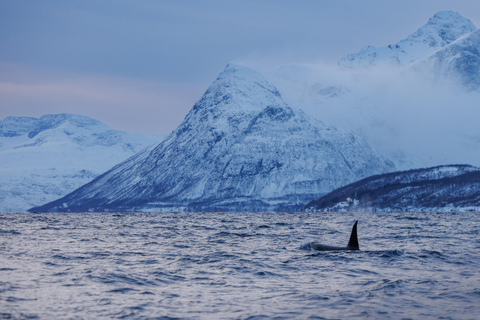 From Skjervøy: Whale Watching in a Heated Cabin Cruiser