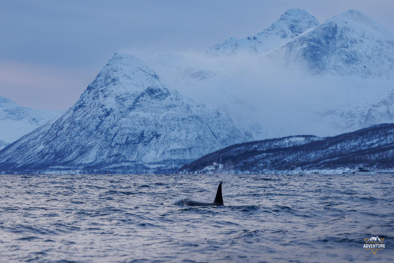 From Skjervøy: Whale Watching in a Heated Cabin Cruiser