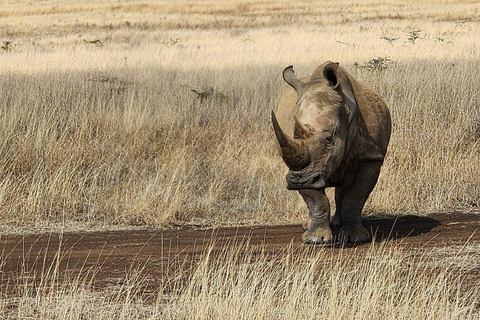 Nairobi National Park: Early Morning or afternoon adventure Early morning game drive in a Landcruiser JEEP