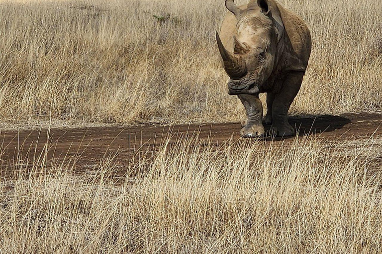Nairobi National Park: Early Morning or afternoon adventure Early morning game drive in a Landcruiser JEEP