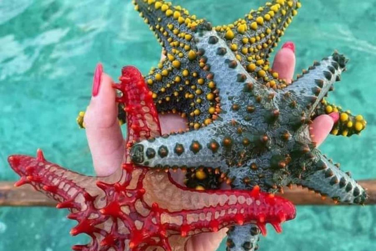 桑给巴尔：海星、浮潜和蓝泻湖探险桑给巴尔：海星、浮潜和蓝泻湖（含接送服务）
