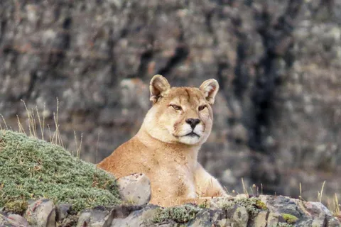 Safari Puma - Torres del Paine