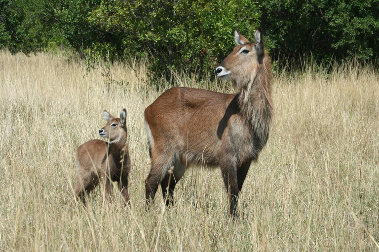 Safari dans le Kenya sauvage Explorez Amboseli, Tsavo Ouest et Tsavo Est 4 joursSafari sauvage au Kenya : découvrez Amboseli, Tsavo Ouest et Tsavo Est en 4 jours