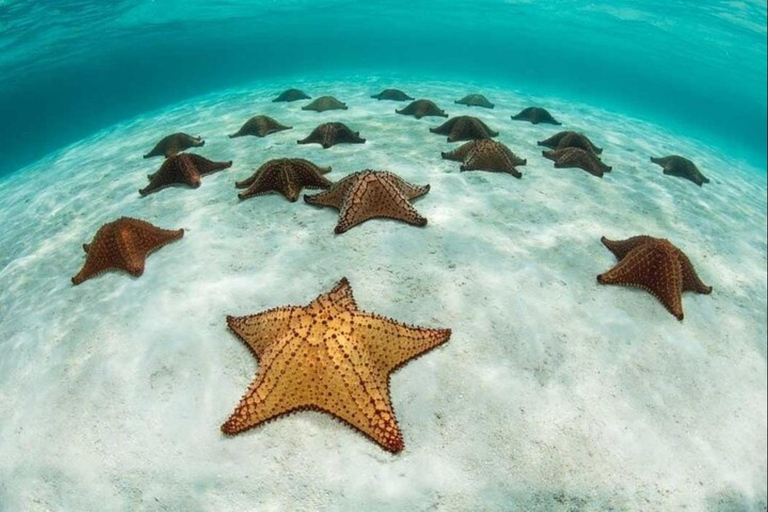 Zanzibar: Private Blue Lagoon & Starfish Snorkeling Tour Private Tour No Hotel pick up and drop-off