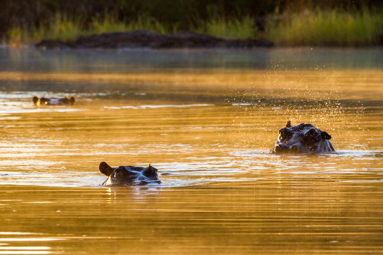 Riversong Sunset Luxury Zambezi Cruise (croisière de luxe au coucher du soleil sur le Zambèze)Option luxe au coucher du soleil