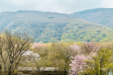 Jeju Trendy Café Tour and When Life Gives You Tangerines