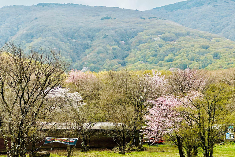 Jeju Trendy Café Tour and When Life Gives You Tangerines