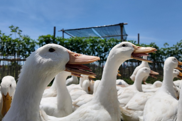 Hoi An Bike Tour: Stress Relief w Buffalo,Duck & Basket Boat E-Car Sightsee Private Tour: Explore the Insider’s Route