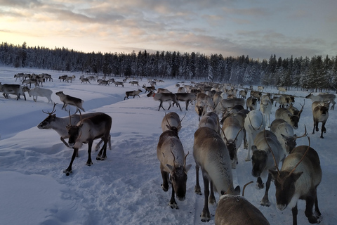 Rovaniemi: Besuch einer Rentierfarm und Kulturerlebnis