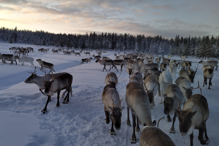 Rovaniemi: visita alla fattoria delle renne ed esperienza culturale