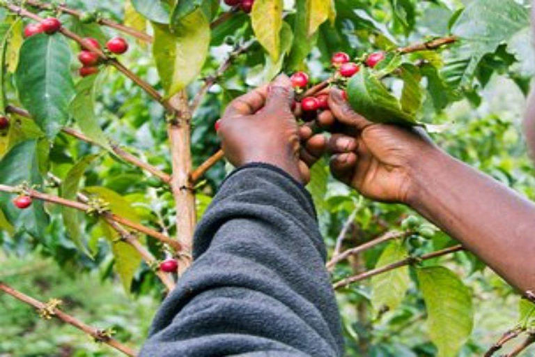 Coffee Farm Tour (Fairview)