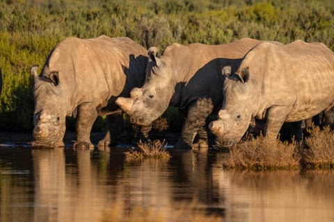 Cape Town: Safari Tour with Breakfast & Wine Pairings