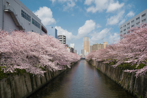 Tokyo Cherry Blossom Walking Tour & Hanami Experience