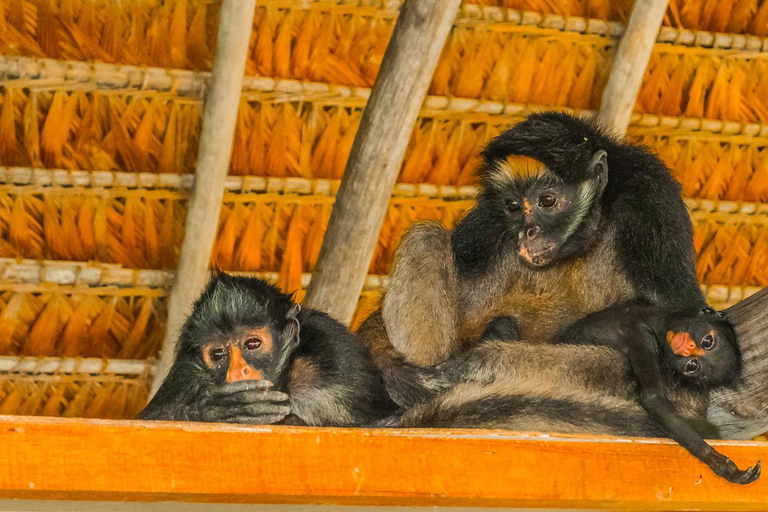 Expedição à Amazônia - 4 dias de maravilhas da floresta tropical