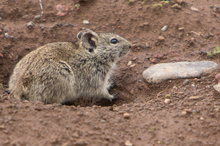 Addis Ababa: 4-Day Bale Mountains Adventure Tour