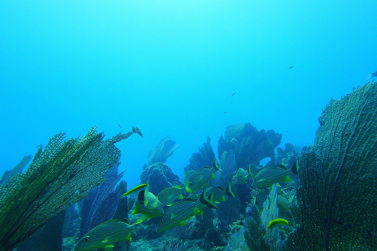 Southpoint Divers: Afternoon Reef Dive Trip