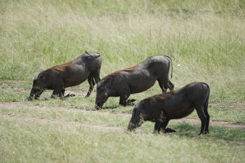 3 jours et 2 nuits de safari en groupe à Maasai Mara en Safari Van