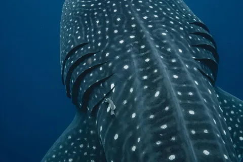 Safári oceânico para nadar com tubarões-baleia, com tudo incluído