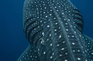 Walhai schwimmen Ozean-Safari inklusive Tour
