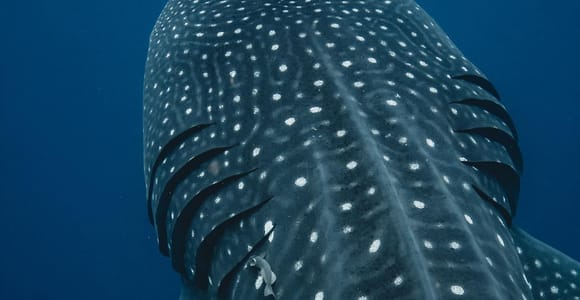 A close view of a whale shark’s white-spotted back and gill slits in deep blue water