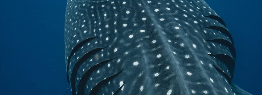 Safari océanique à la nage avec les requins-baleines (tout compris)