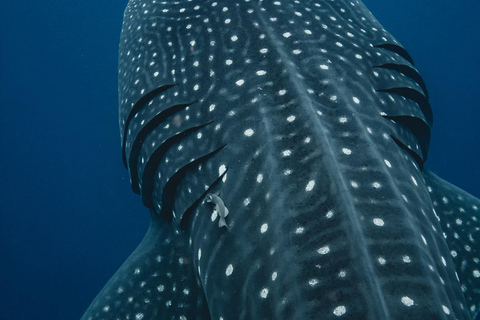 Pływanie z rekinami wielorybimi na safari oceanicznym w cenie wycieczkiWyjazd TYLKO z Isla Mujeres: Wycieczka z pływaniem z rekinami wielorybimi!