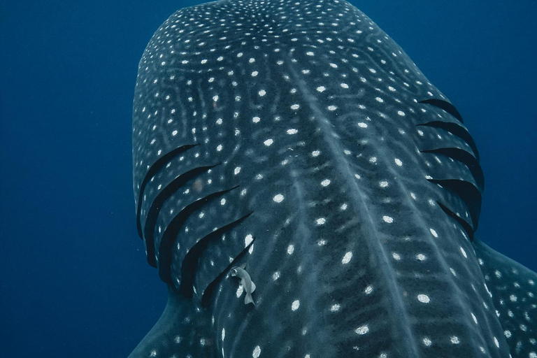 Pływanie z rekinami wielorybimi na safari oceanicznym w cenie wycieczkiWyjazd TYLKO z Isla Mujeres: Wycieczka z pływaniem z rekinami wielorybimi!