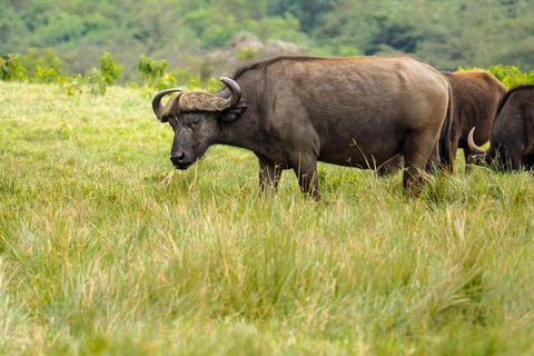 Parc national de Tanzanie : 2 jours 1 nuit Selous de zanzibar