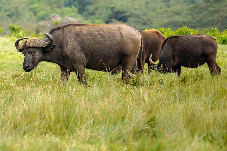 Parque Nacional de Tanzania: 2 días 1 noche Selous desde zanzíbar