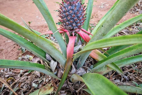 Spice Farm, Stone Town, Prison & Nakupenda+pick up+entry fee