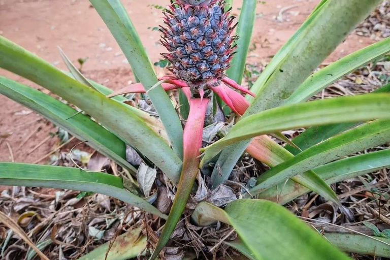 Spice Farm, Stone Town, Prison & Nakupenda+pick up+entry fee