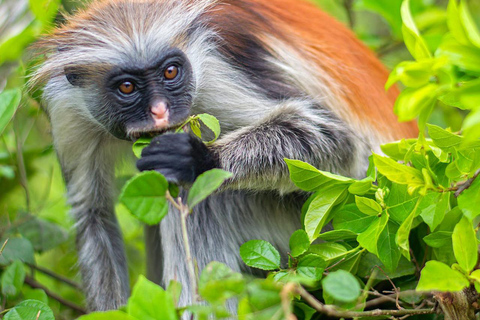 Zanzibar: Jozani Forest and Spice Farm Tour