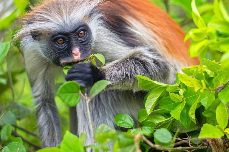 Zanzibar: Jozani Forest and Spice Farm Tour