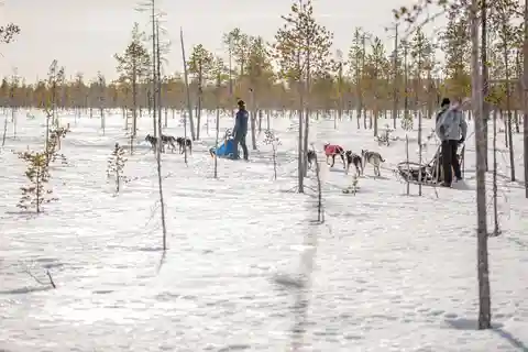 Levi Sigue a los Elfos - Safari de un día con huskies