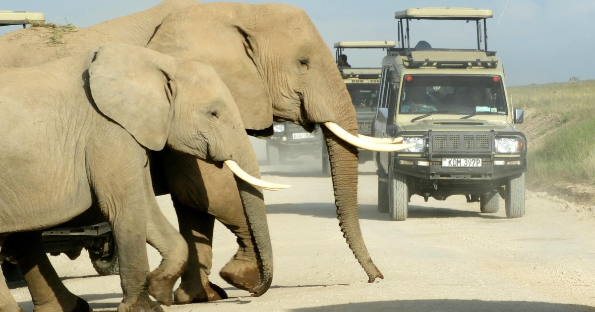 Tagestour Zum Amboseli Park Von Nairobi Aus Getyourguide