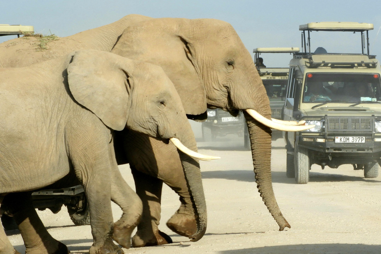 Von Nairobi aus: Amboseli National Park Tagesausflug & Pirschfahrt