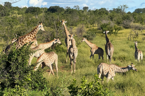 Chobe Overnight Trip (nocna przejażdżka, spacer po wiosce, kemping)