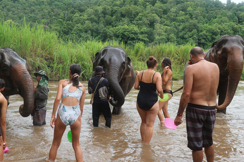 Chiang Mai : Parc national de Doi Inthanon et sanctuaire des éléphants