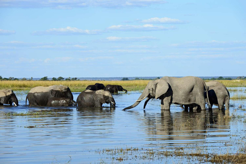 Chobe National Park Day Trip from Victoria Falls with Lunch