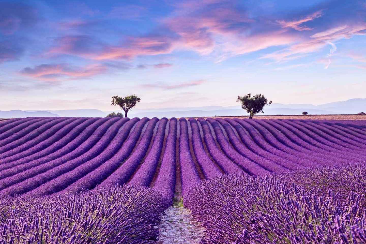 From Madrid: Day Trip to Brihuega Lavender Fields
