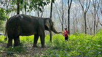 Khaolak, begin de dag met olifanten - Walk and Feed Tour - Housity