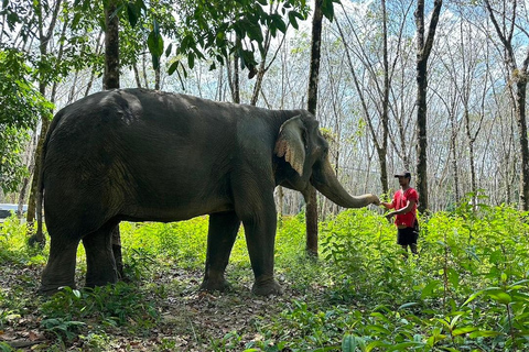 Khaolak: Begin de dag met olifanten - Wandeltour en voeren