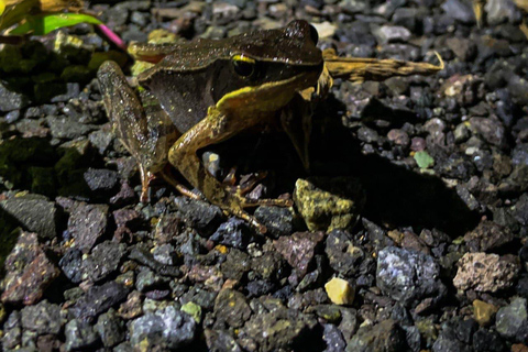 Monteverde: Costa Rica Tour nocturno compartido