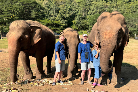 Chiang Mai Tour: Bua Tong Sticky Waterfall & Elephant Care Private tour : Sticky Waterfalls & Elephant Care in English