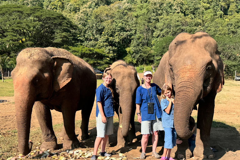 Chiang Mai Tour: Bua Tong Sticky Waterfall & Elephant Care Private tour : Sticky Waterfalls & Elephant Care in English