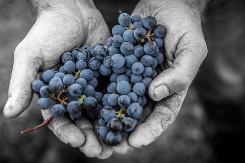 Winery tour and wine tasting